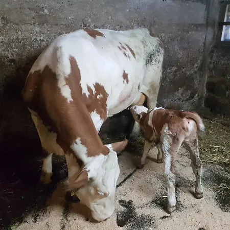 Séjour à la ferme Gaestehaus Annemarie Rimsting